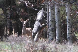 Colorado Ranch