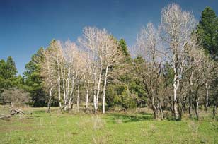 Telluride Land